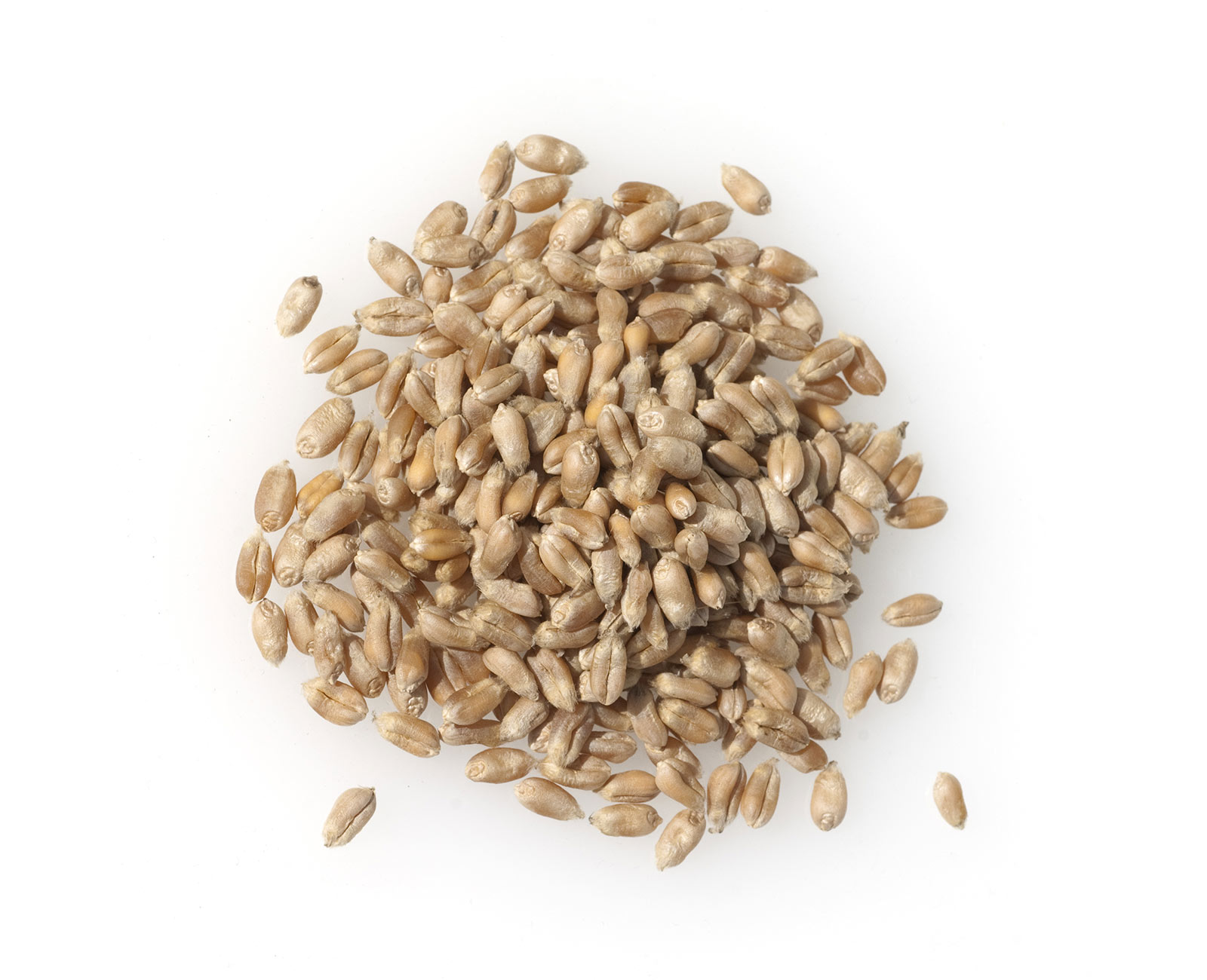 triticale-2